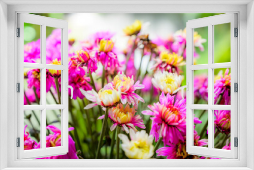 Fototapeta Naklejka Na Ścianę Okno 3D - Chrysanthemum flowers in the garden