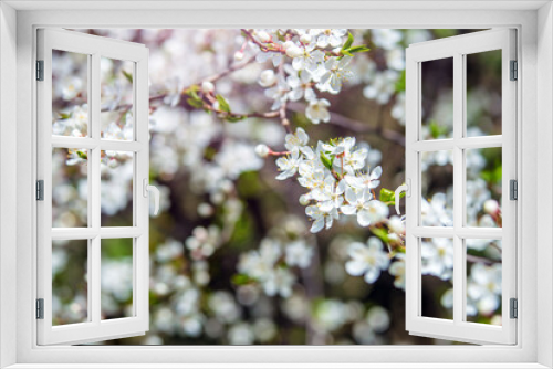 Fototapeta Naklejka Na Ścianę Okno 3D - Cherry blossom branch in the garden in spring
