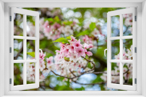 Fototapeta Naklejka Na Ścianę Okno 3D - Beautiful cherry blossom with bokeh background.
