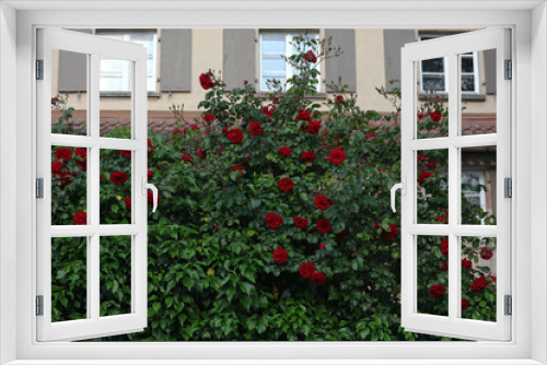 Fototapeta Naklejka Na Ścianę Okno 3D - Kletterrose, Rosenstock, Rosen, Blüten, rot, weis, Blumen