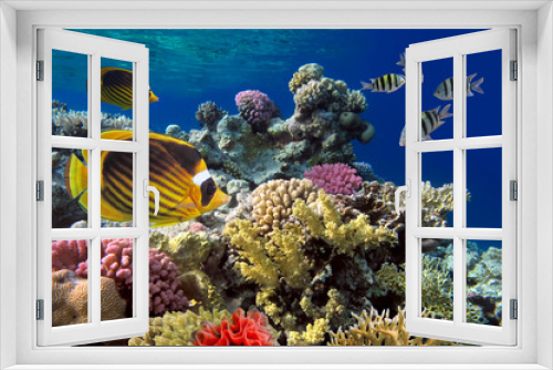 Fototapeta Naklejka Na Ścianę Okno 3D - Coral reef with soft and hard corals with giant jellyfish