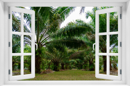 Fototapeta Naklejka Na Ścianę Okno 3D - Landscape of date fruit palm trees stand tall in tropical Asia plantations, agricultural rural environments proper fertilization and pruning are essential for healthy date palms to grow for biofuel