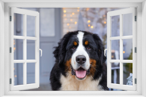 Fototapeta Naklejka Na Ścianę Okno 3D - Bernese Mountain Dog against the background of a blue and white veranda of a wooden house