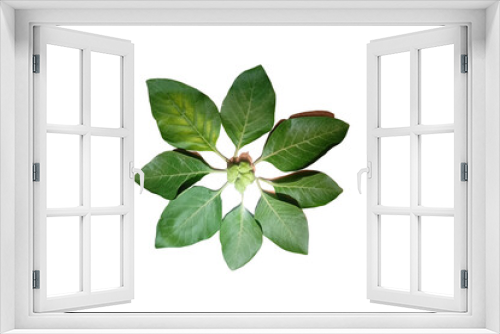 Fototapeta Naklejka Na Ścianę Okno 3D - image of green leaves on white background