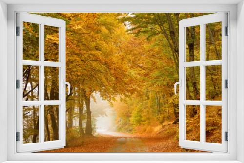Fototapeta Naklejka Na Ścianę Okno 3D - Picturesque woodland landscape in the mountains of Lovcen National Park, Montenegro on autumn day. Orange and yellow trees around a deserted road in the forest.