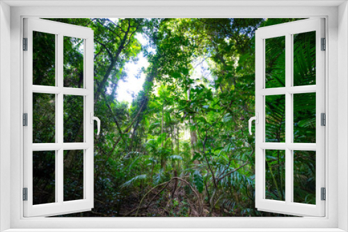 Fototapeta Naklejka Na Ścianę Okno 3D - Beautiful unique lush rainforest in D'Aguilar National Park, palms in rainforest. Brisbane, Quensland, Australia	