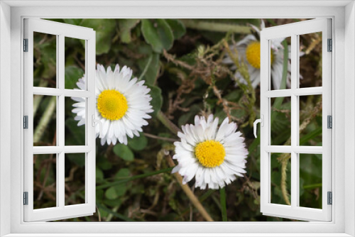 Fototapeta Naklejka Na Ścianę Okno 3D - Two white flowers of daisies in a garden during spring