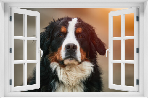 Fototapeta Naklejka Na Ścianę Okno 3D - Bernese Mountain Dog. Adorable Cute Young male Of Bernese Mountain Dog Standing In The Park in the Alps of Switzerland.