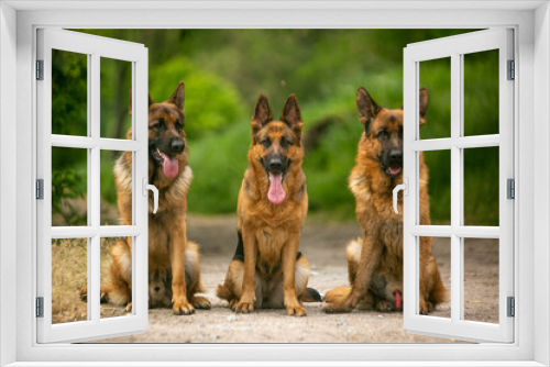 Fototapeta Naklejka Na Ścianę Okno 3D - group of german shepherd dogs