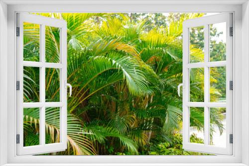 Fototapeta Naklejka Na Ścianę Okno 3D - Areca Palm Trees. Tropical gardens with luxuriant dypsis lutescens or golden cane palm trees also known as areca palms.