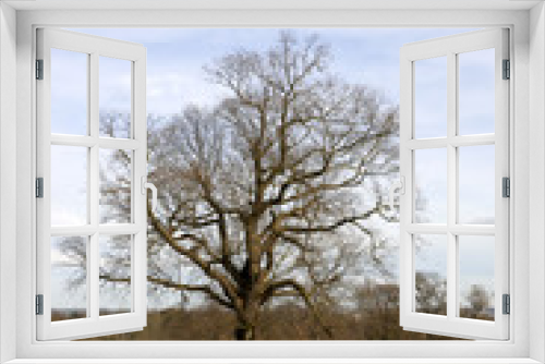 Fototapeta Naklejka Na Ścianę Okno 3D -  An Oak tree in winter in a park with blue sky