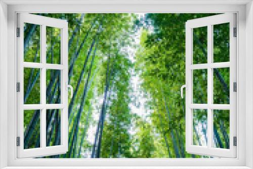 Fototapeta Naklejka Na Ścianę Okno 3D - Asian style bamboo, in the woods