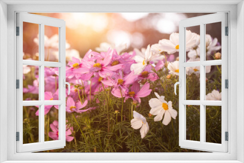 Fototapeta Naklejka Na Ścianę Okno 3D - onętek, kwiat kosmos w promieniach zachodzącego słońca w wiejskim ogrodzie latem. cosmos flower in the sun, flower meadow	