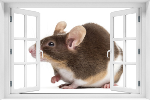 Fototapeta Naklejka Na Ścianę Okno 3D - Common house mouse, Mus musculus, isolated on white