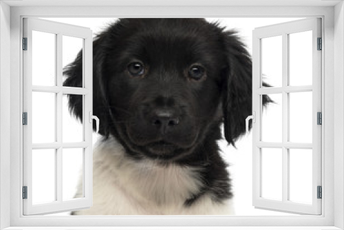 Fototapeta Naklejka Na Ścianę Okno 3D - Close-up of a Stabyhoun puppy facing, looking at the camera