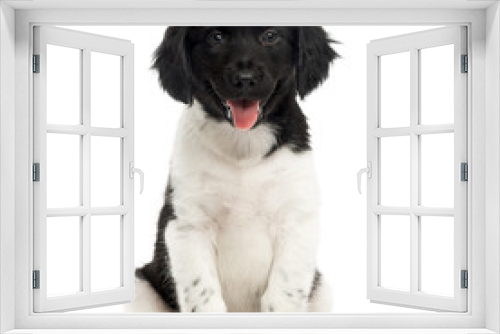 Fototapeta Naklejka Na Ścianę Okno 3D - Front view of a Stabyhoun puppy sitting, panting