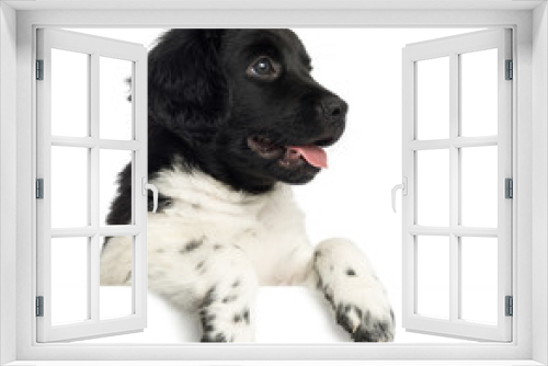 Fototapeta Naklejka Na Ścianę Okno 3D - Close-up of a Stabyhoun puppy panting, leaning on a white board