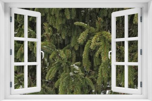 Fototapeta Naklejka Na Ścianę Okno 3D - Close-up of fresh spruce branches in winter day. Composition picea pungens landscaping in japanese garden. Nature botanical evergreen pine coniferous plants. Christmas holiday tree decor