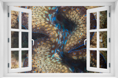 Fototapeta Naklejka Na Ścianę Okno 3D - Giant clam