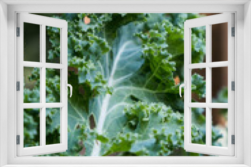 Fototapeta Naklejka Na Ścianę Okno 3D - Close-up of a green curly kale leaf in a vegetable garden