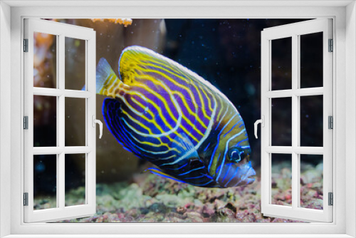Fototapeta Naklejka Na Ścianę Okno 3D - Underwater world, fish in the aquarium. Horizontal orientation.