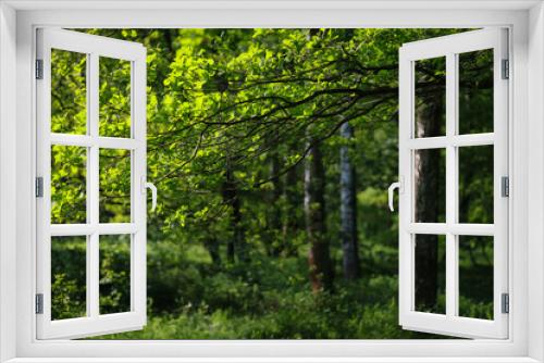 Fototapeta Naklejka Na Ścianę Okno 3D - Drzewa w lesie nad rzeką Kwisą.