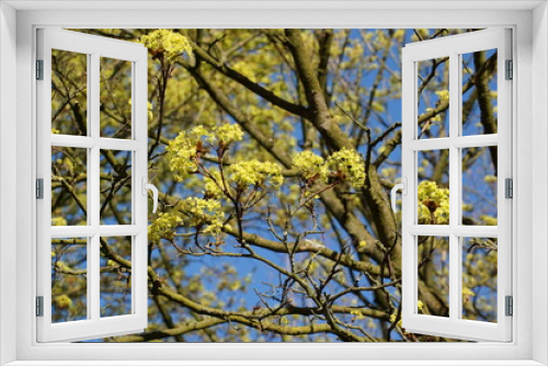 Fototapeta Naklejka Na Ścianę Okno 3D - Baum der Akazie mit Blüten im Frühling, Acacia