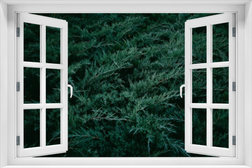 Fototapeta Naklejka Na Ścianę Okno 3D - Dark green Juniper shrub branches
