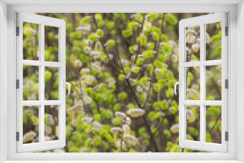 Fototapeta Naklejka Na Ścianę Okno 3D - Willow tree, Salix, blooms in spring