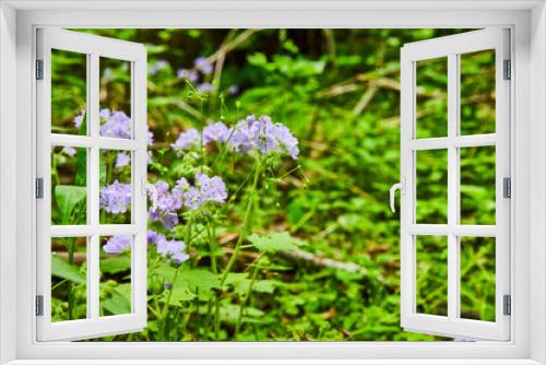 Fototapeta Naklejka Na Ścianę Okno 3D - Bundle of Great Waterleaf flowers, lavender colored petals, bush, flowering plant