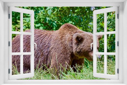 Fototapeta Naklejka Na Ścianę Okno 3D - The brown bear Photographed in Transfagarasan, Romania. A place that became famous for the large number of bears.