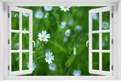 Fototapeta Naklejka Na Ścianę Okno 3D - White flowers on a background of green grass.
