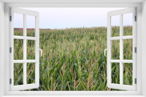 Fototapeta Naklejka Na Ścianę Okno 3D - Campos de maíz al atardecer