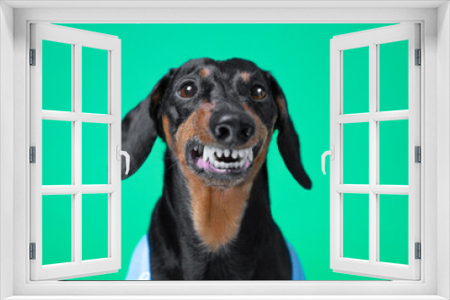 Fototapeta Naklejka Na Ścianę Okno 3D - Portrait of elderly dachshund dog with wolf grin healthy white teeth, fangs. Rabies in dog, aggressive behavior, vaccination. Advertisement for dental implantation in elderly pets, dentistry, orthodon