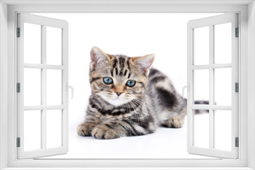 Fototapeta Naklejka Na Ścianę Okno 3D - Little cute cat