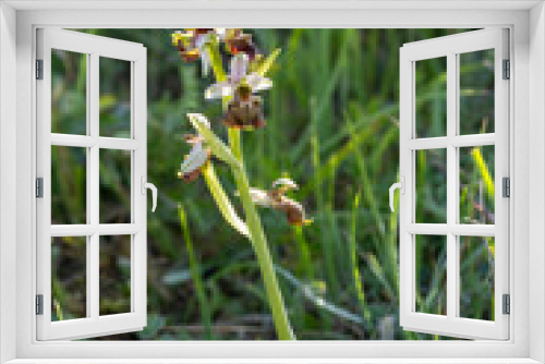Fototapeta Naklejka Na Ścianę Okno 3D - Hummel-Ragwurz (Ophrys holoserica)
