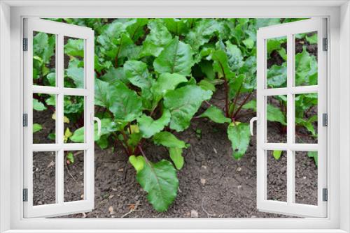 Fototapeta Naklejka Na Ścianę Okno 3D - beetroot plant with green leaves growing in the garden close up 
