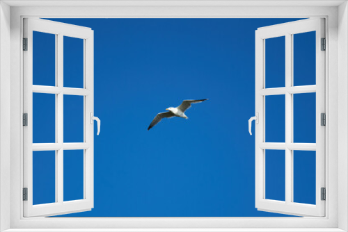 Fototapeta Naklejka Na Ścianę Okno 3D - Seagull in the blue sky