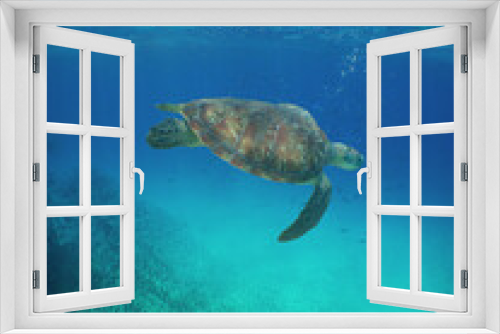 Fototapeta Naklejka Na Ścianę Okno 3D - Green sea turtle in the crystal clear waters of the Caribbean Sea