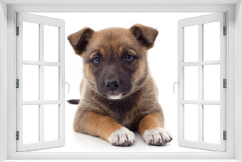 Fototapeta Naklejka Na Ścianę Okno 3D - One brown little dog.