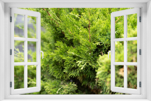 Fototapeta Naklejka Na Ścianę Okno 3D - Pflanzen in der Natur
