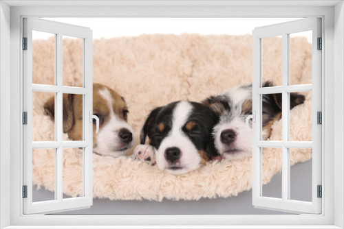 Fototapeta Naklejka Na Ścianę Okno 3D - Three parson russell puppies sleeping