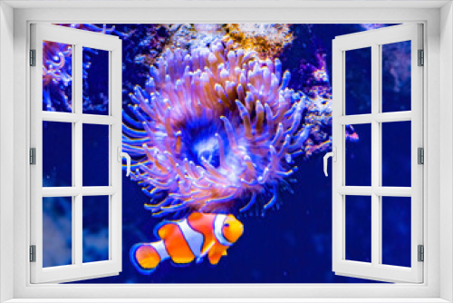 Fototapeta Naklejka Na Ścianę Okno 3D - Colorful Orange White Clownfish Waikiki Oahu Hawaii