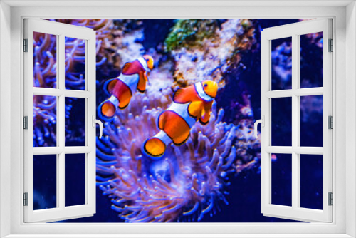 Fototapeta Naklejka Na Ścianę Okno 3D - Colorful Orange White Clownfish Waikiki Oahu Hawaii
