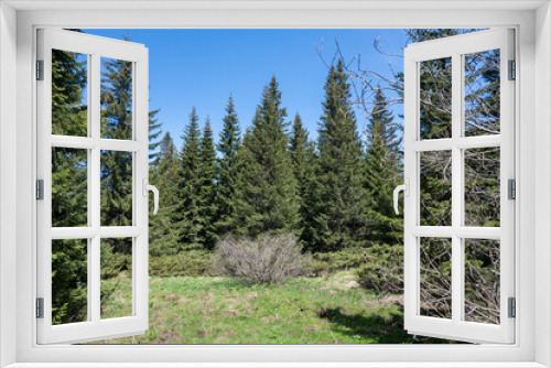 Fototapeta Naklejka Na Ścianę Okno 3D - Spring view of Konyarnika area at Vitosha Mountain, Bulgaria