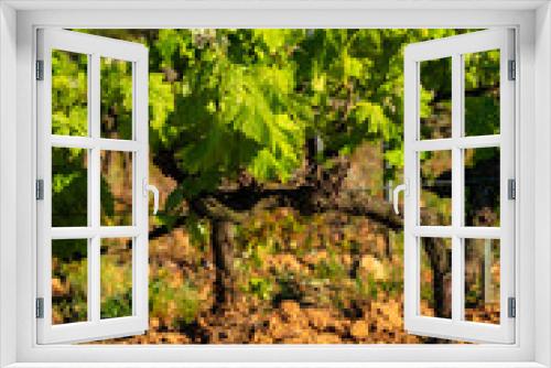 Fototapeta Naklejka Na Ścianę Okno 3D - Old grape vine steam. Landscape with vineyards. Garraf, province Barcelona, Catalonia