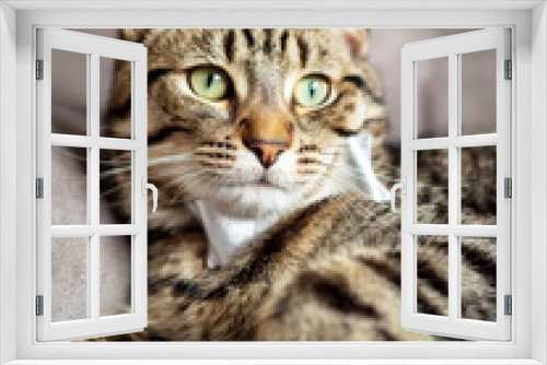 Fototapeta Naklejka Na Ścianę Okno 3D - Cute and stylish tabby cat with silver bow tie on a couch. Beautiful pet at home with simple decoration.