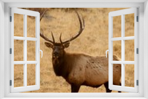 Fototapeta Naklejka Na Ścianę Okno 3D - Elk looking back
