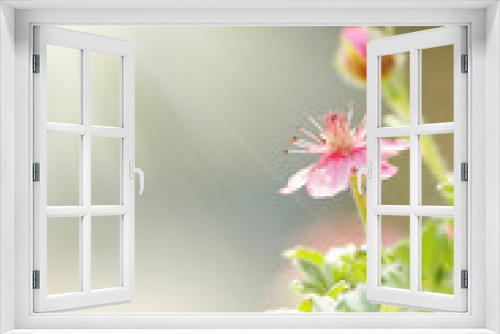 Fototapeta Naklejka Na Ścianę Okno 3D - summer flower