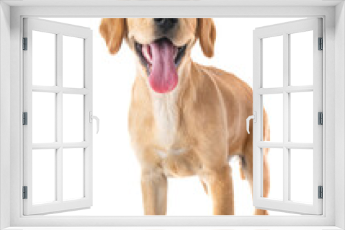 Fototapeta Naklejka Na Ścianę Okno 3D - puppy labrado retriever